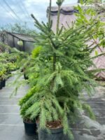 Ялина звичайна (європейська) С3/С7 - Зображення 5