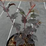 Пухироплiдник калинолистий Summer Wine - Зображення 4