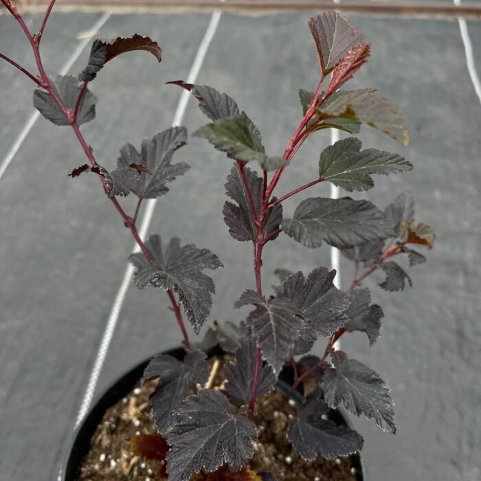 Пухироплiдник калинолистий Summer Wine - Зображення 4