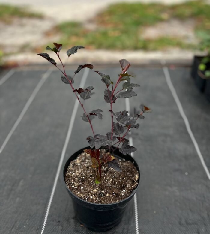 Пухироплiдник калинолистий Summer Wine - Зображення 3