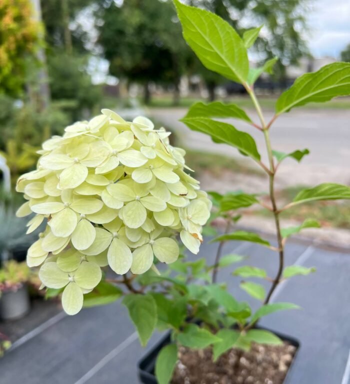 Гортензія Фантом С1,5 - Зображення 2