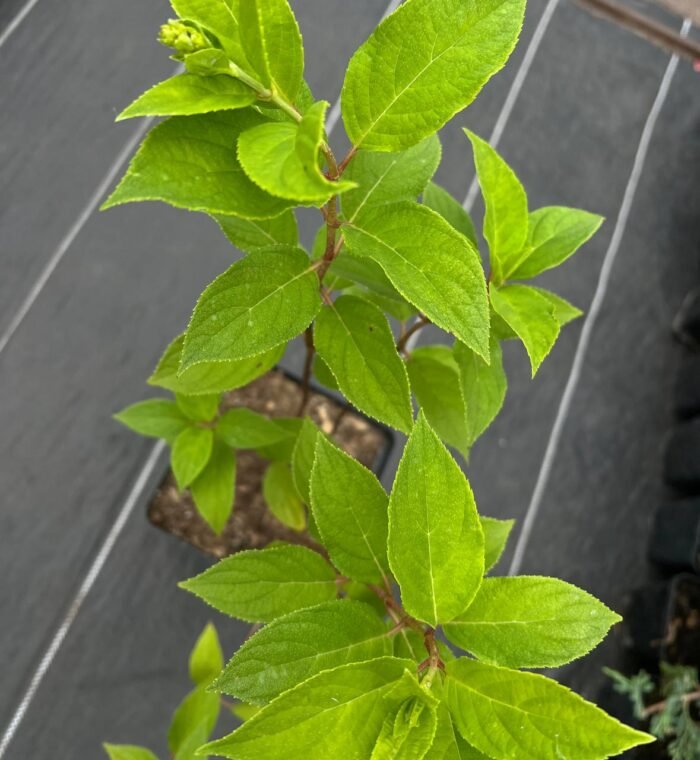 Гортензія Фантом С1,5 - Зображення 3