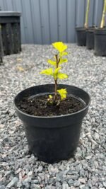 Пухироплiдник калинолистий Luteus С1,5 - Зображення 2