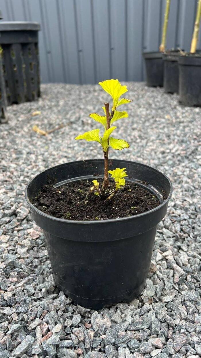 Пухироплiдник калинолистий Luteus С1,5 - Зображення 2