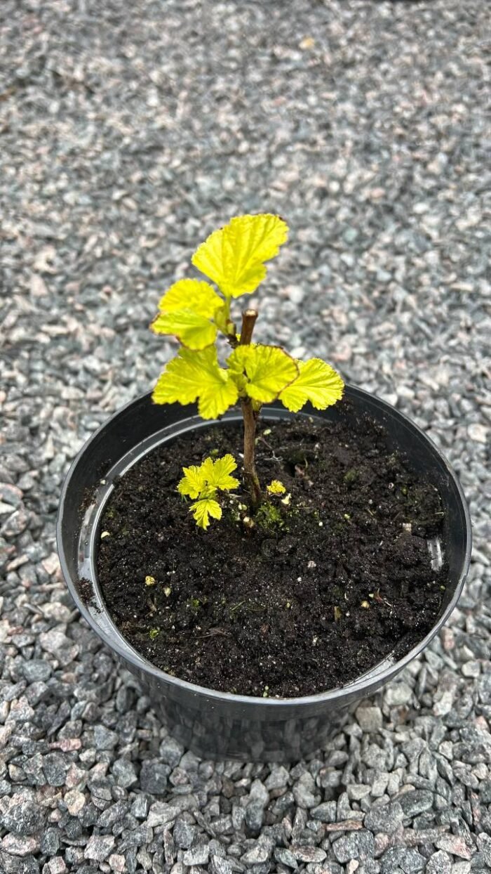 Пухироплiдник калинолистий Luteus С1,5 - Зображення 3