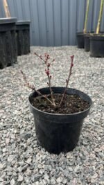 Барбарис Тунберга Chocolate Summer С1,5 - Зображення 2