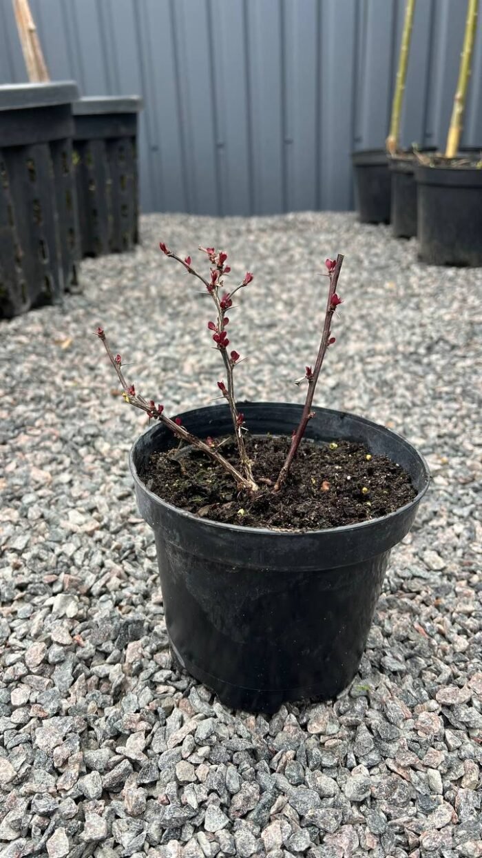 Барбарис Тунберга Chocolate Summer С1,5 - Зображення 2