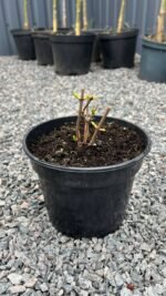 Гортензія Фантом С1,5 - Зображення 2