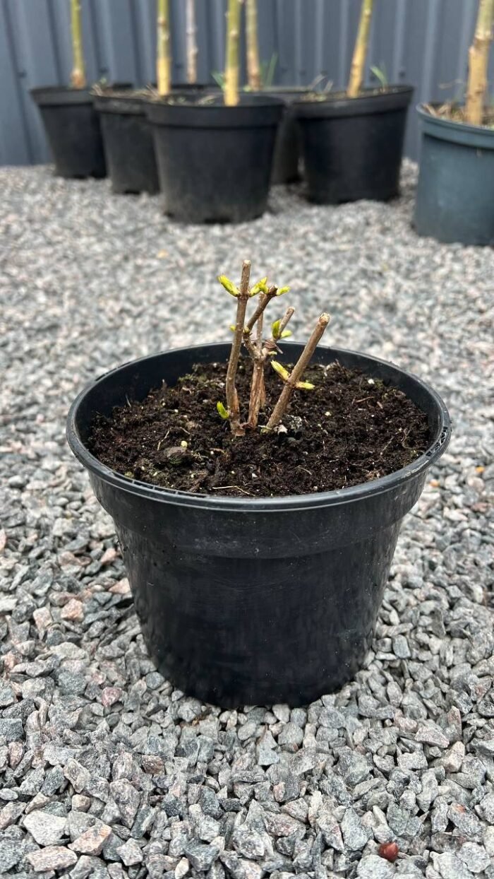 Гортензія Фантом С1,5 - Зображення 2