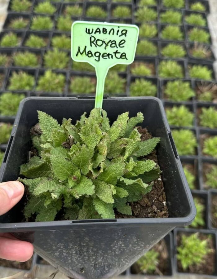 Шавлія Royal Magenta С2 - Зображення 4