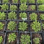 Шавлія Royal Magenta С2 - Зображення 5