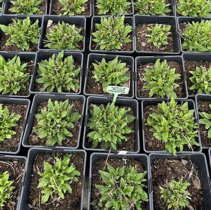 Шавлія Royal Magenta С2 - Зображення 5