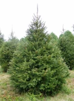 Ялина звичайна (європейська) С3/С7