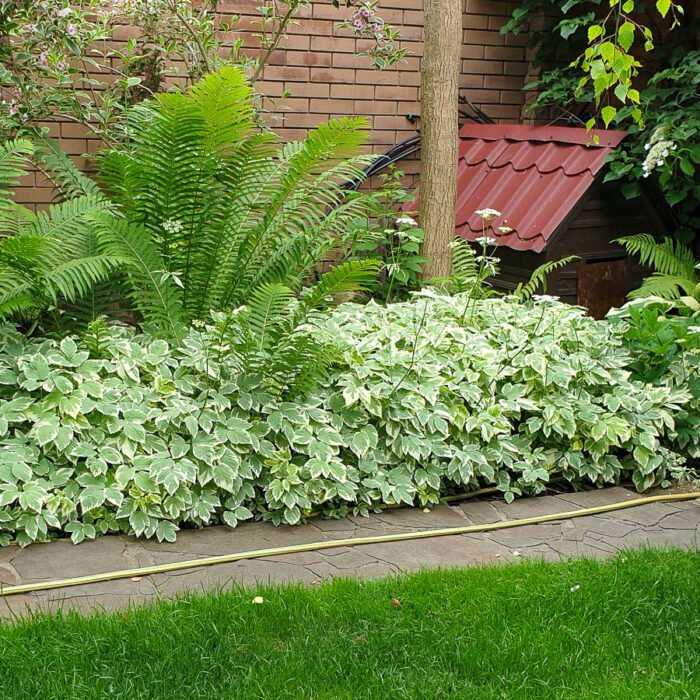 Яглиця звичайна 'Variegata' - Зображення 2