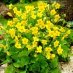 Вальдштейнія трійчаста