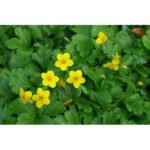 Вальдштейнія трійчаста - Зображення 3