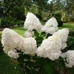 Гортензія Фантом С1,5