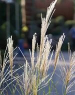 МІСКАНТУС КИТАЙСЬКИЙ 'ГРАЦІЛЛІМУС' Р9 - Зображення 3