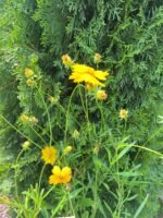 Кореопсис С3