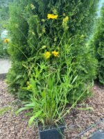 Кореопсис С3 - Зображення 2