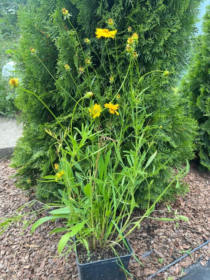 Кореопсис С3 - Зображення 2