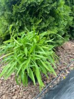 Кореопсис С3 - Зображення 3