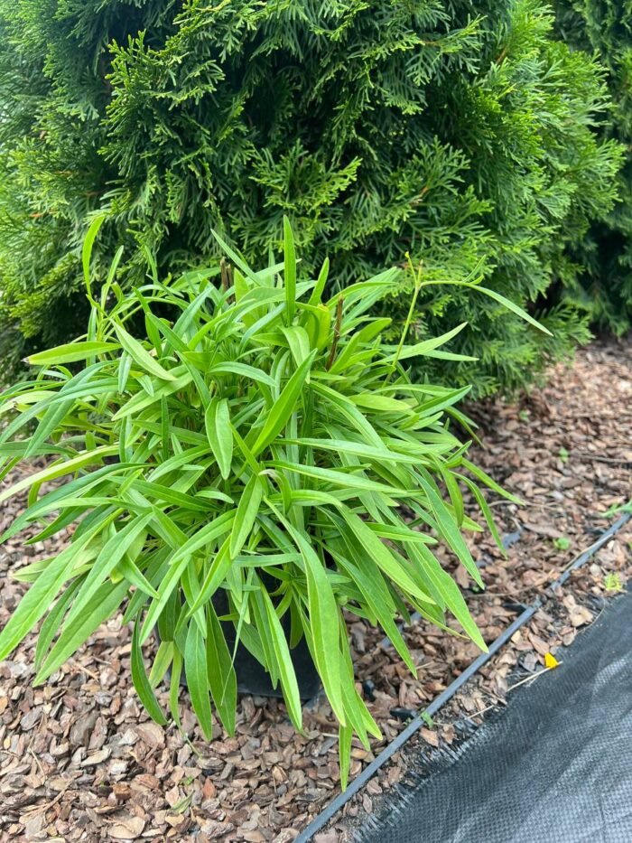 Кореопсис С3 - Зображення 3