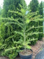 Модрина японська