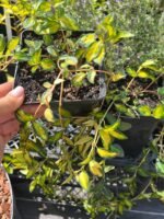 Барвінок Vinca minor - Зображення 2