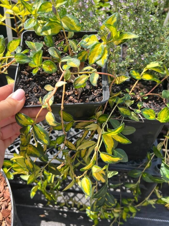 Барвінок Vinca minor - Зображення 2