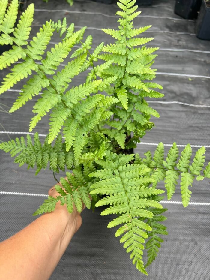photo_2025-08-15_19-25-19 Щитник (папороть) чоловічий filix-mas) - Зображення 1