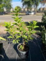 Гортензія волотиста Selection - Зображення 2