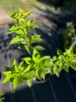 Гортензія волотиста Selection - Зображення 3