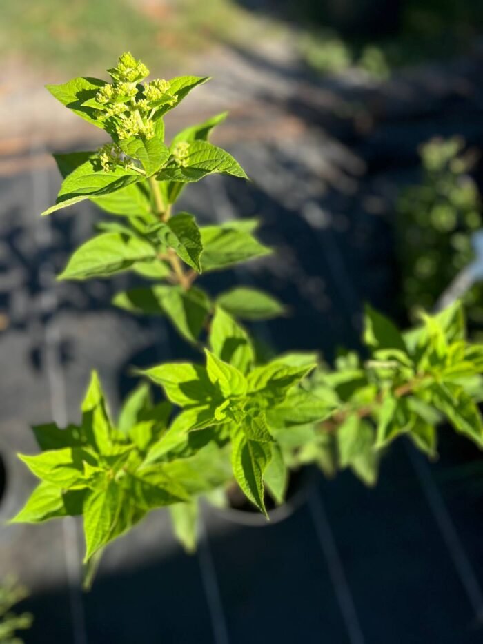 Гортензія волотиста Selection - Зображення 3