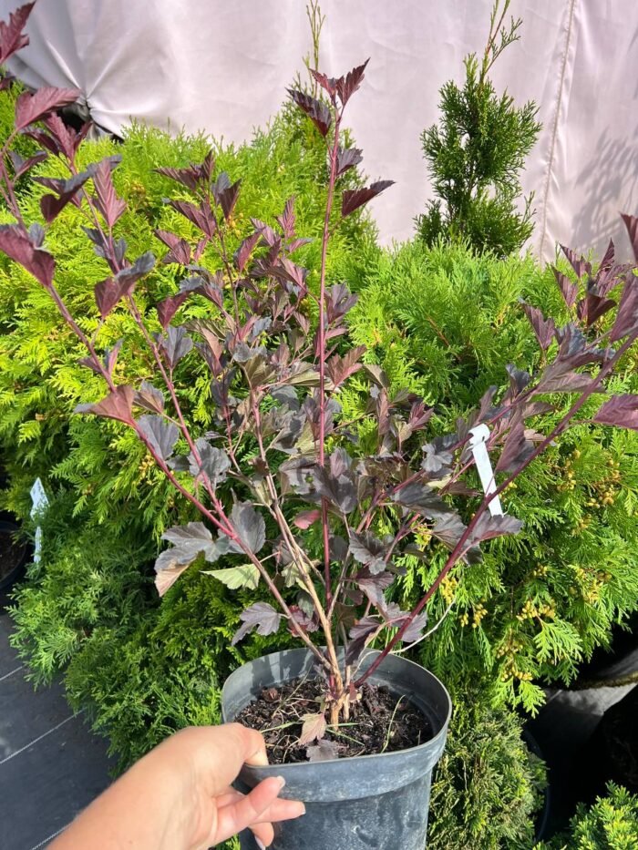 Пухироплiдник калинолистий Andre С3 - Зображення 2