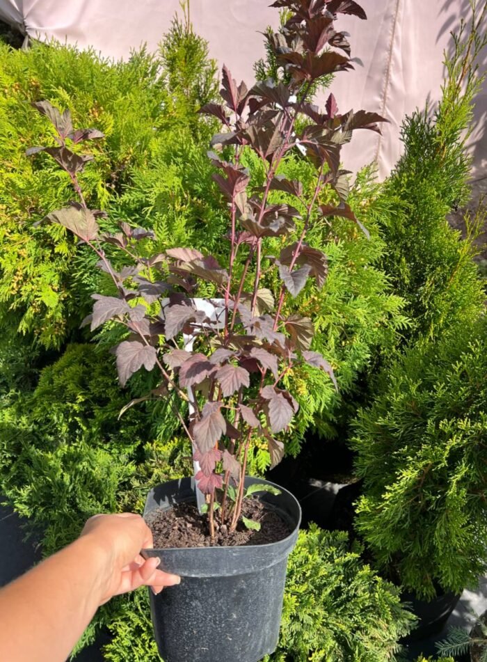 Пухироплiдник калинолистий Lady In Red - Зображення 2