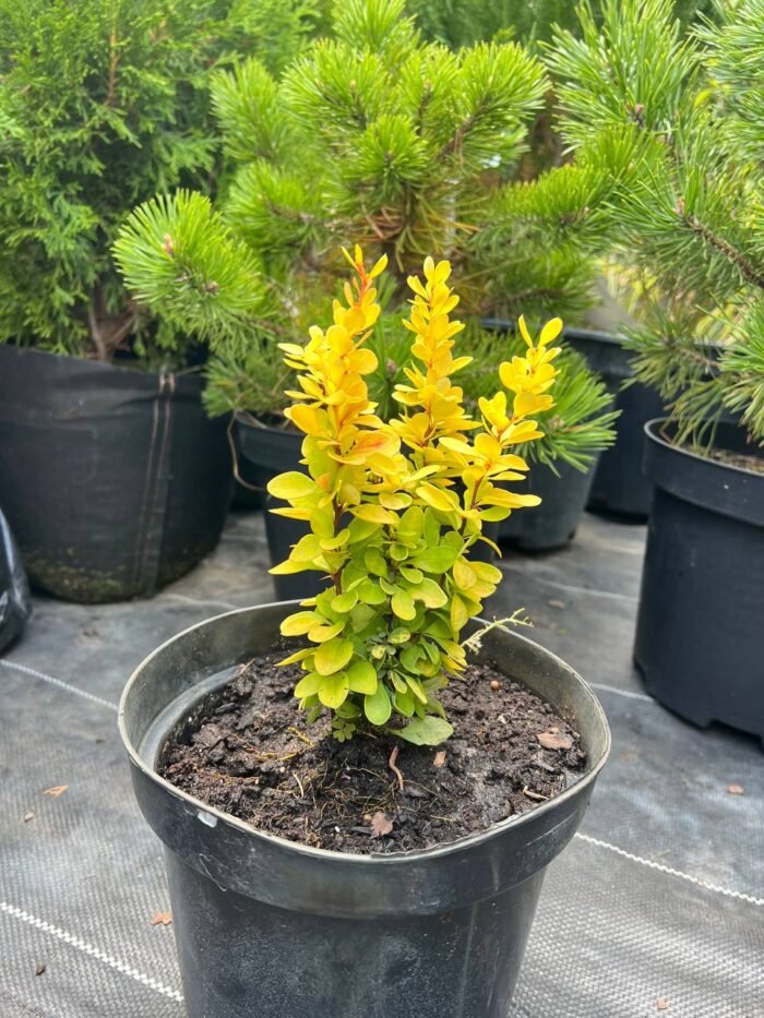 Барбарис Тунберга Golden Tower С3 - Зображення 2