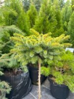 Ялина сербська Nana штамб С3