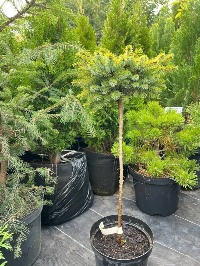 Ялина сербська Nana штамб С3 - Зображення 2
