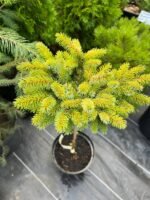 Ялина сербська Nana штамб С3 - Зображення 3