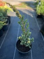 Ялівець лускатий Golden Flame C3 - Зображення 2