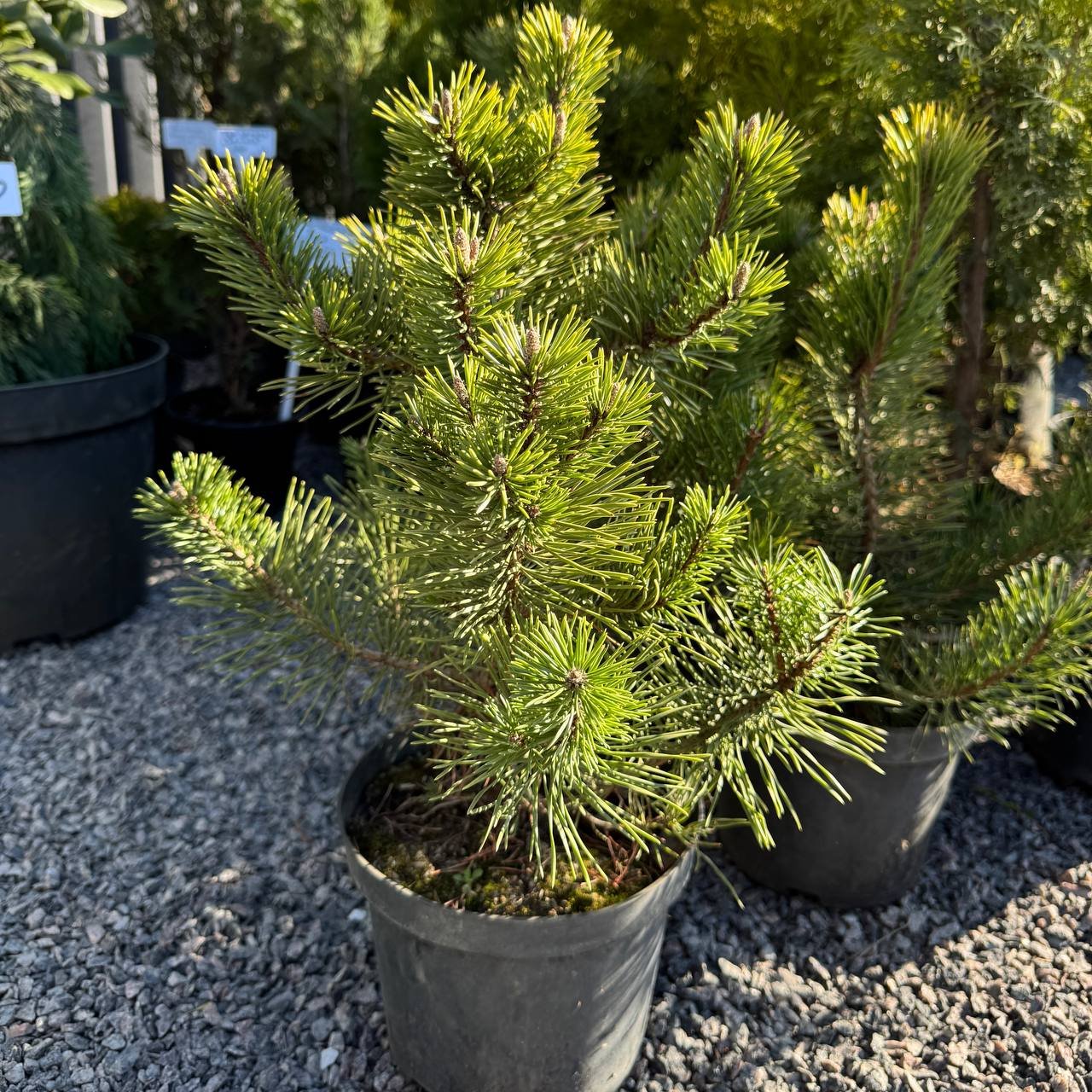 photo_2026-04-04_16-49-09 Сосна гірська гачкувата С3 - Зображення 1