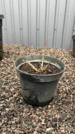 Гортензія волотиста Selection С3 - Зображення 2