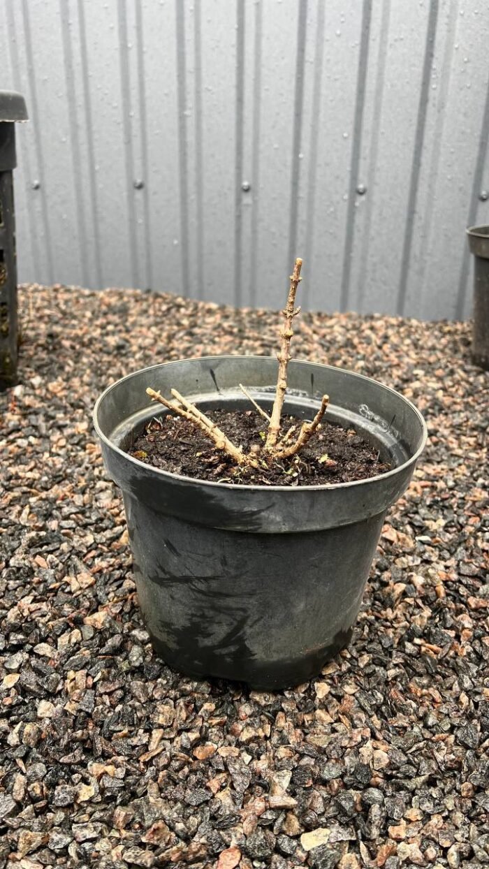 Гортензія волотиста Selection С3 - Зображення 2