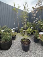 Модрина японська - Зображення 2