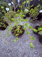 Модрина японська - Зображення 3