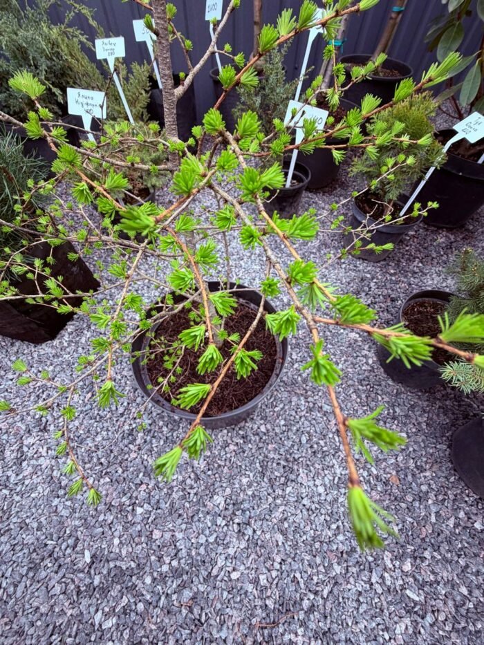 Модрина японська - Зображення 3