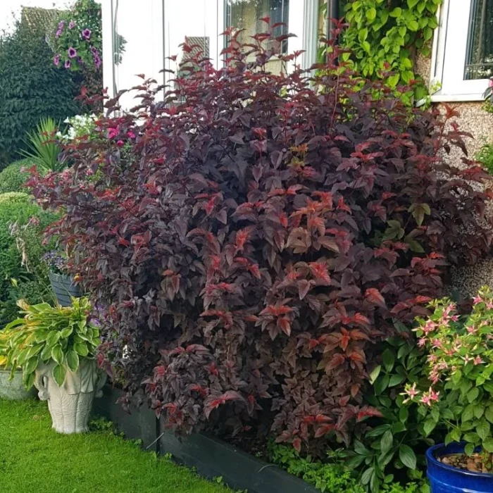 physocarpus-Lady-In-Red Пухироплiдник калинолистий Lady In Red - Зображення 1