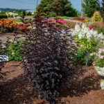 Пухироплiдник калинолистий Andre С3