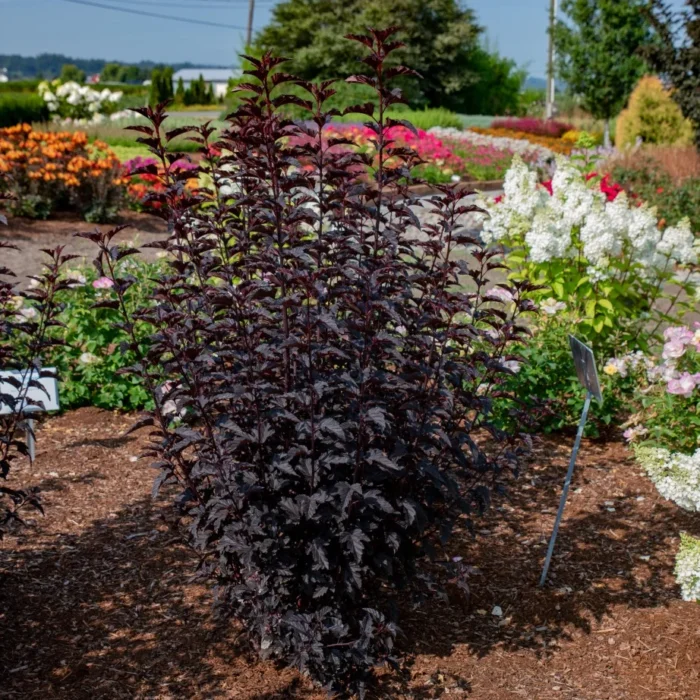 physocarpus-andre3 Пухироплiдник калинолистий Andre С3 - Зображення 1